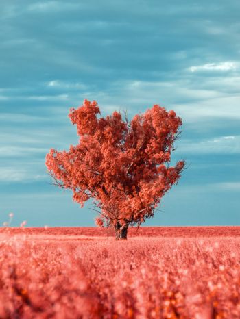 tree, landscape, red Wallpaper 1620x2160