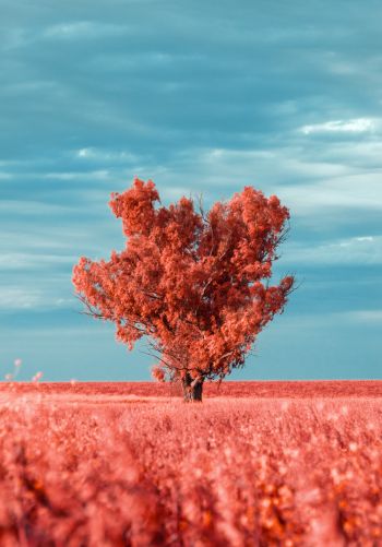 tree, landscape, red Wallpaper 1668x2388