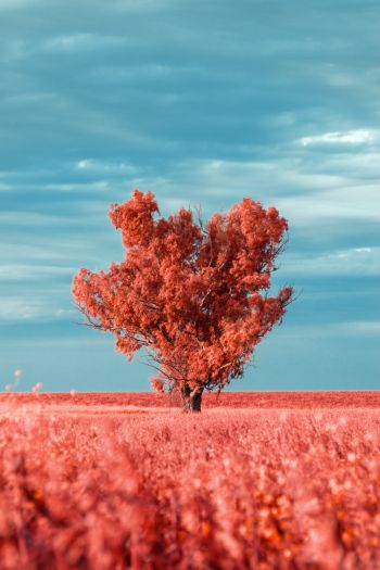 tree, landscape, red Wallpaper 640x960
