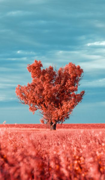 tree, landscape, red Wallpaper 600x1024