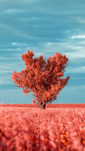 Обои 640x1136 дерево, пейзаж, красный