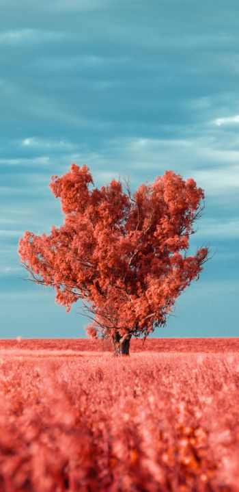 Обои 1440x2960 дерево, пейзаж, красный