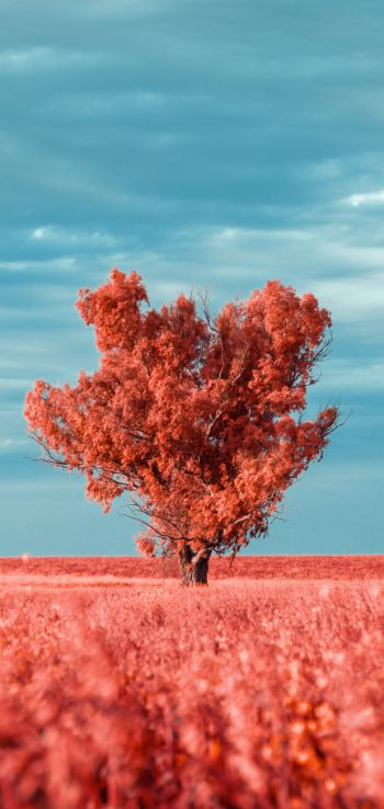 Обои 1080x2280 дерево, пейзаж, красный