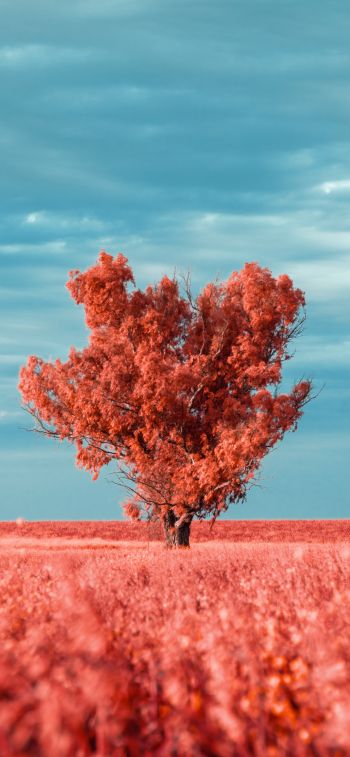 tree, landscape, red Wallpaper 1242x2688