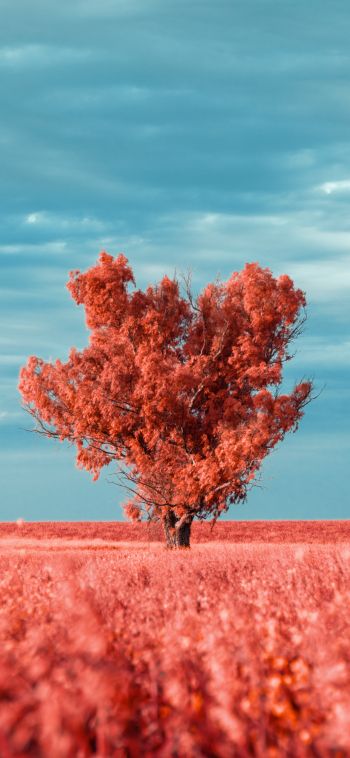 tree, landscape, red Wallpaper 1080x2340