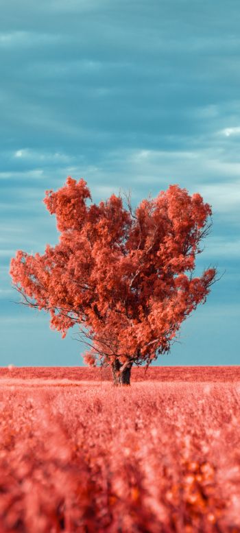 tree, landscape, red Wallpaper 720x1600