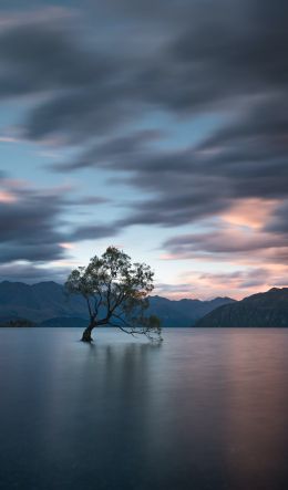 Lake Wanaka, tree, landscape Wallpaper 600x1024