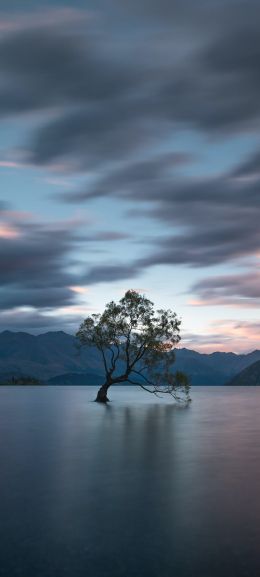 Lake Wanaka, tree, landscape Wallpaper 720x1600