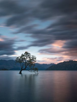 Lake Wanaka, tree, landscape Wallpaper 1620x2160