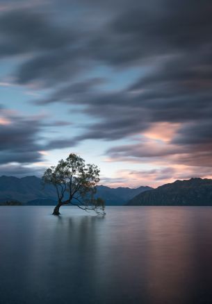 Lake Wanaka, tree, landscape Wallpaper 1640x2360