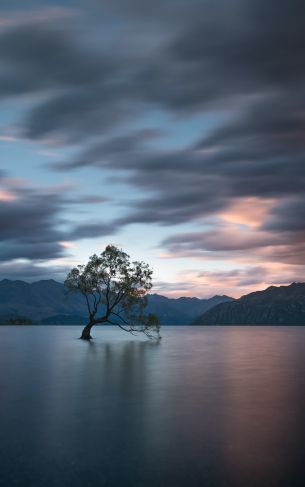 Lake Wanaka, tree, landscape Wallpaper 1752x2800