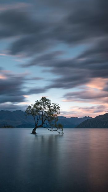 Lake Wanaka, tree, landscape Wallpaper 1080x1920