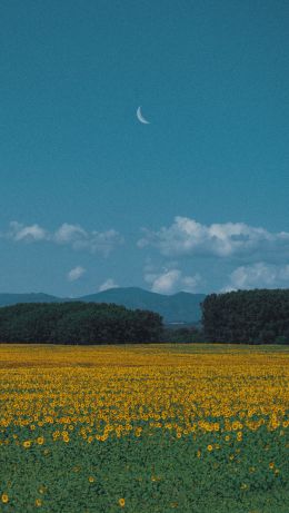 landscape, blue sky, crescent Wallpaper 640x1136