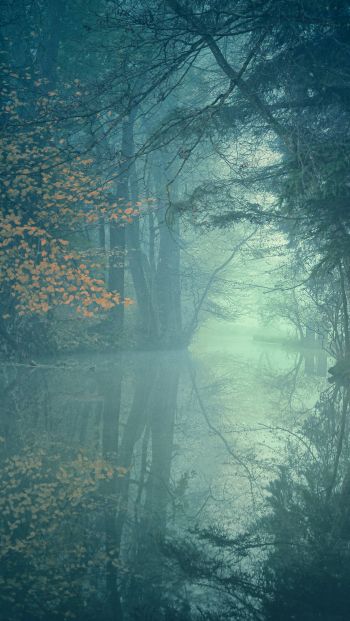 landscape, forest, green Wallpaper 640x1136