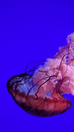 jellyfish, underwater world, ocean Wallpaper 640x1136