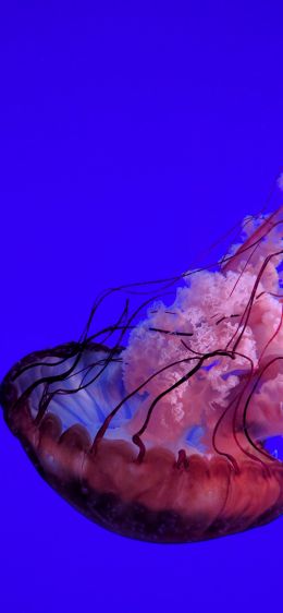 Обои 1125x2436 медуза, подводный мир, океан