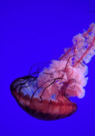 jellyfish, underwater world, ocean Wallpaper 1668x2388