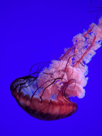 Обои 1536x2048 медуза, подводный мир, океан