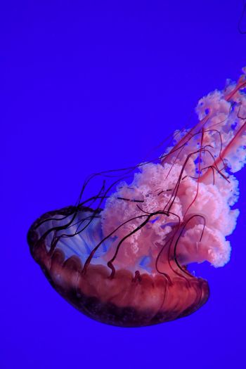 jellyfish, underwater world, ocean Wallpaper 640x960