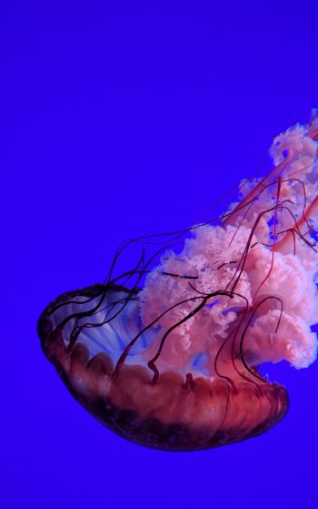 Обои 1752x2800 медуза, подводный мир, океан