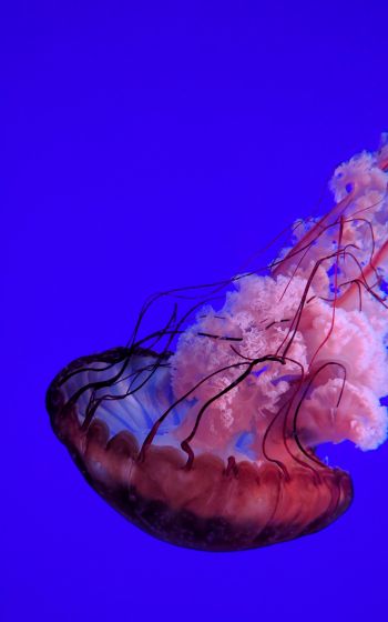 Обои 1200x1920 медуза, подводный мир, океан