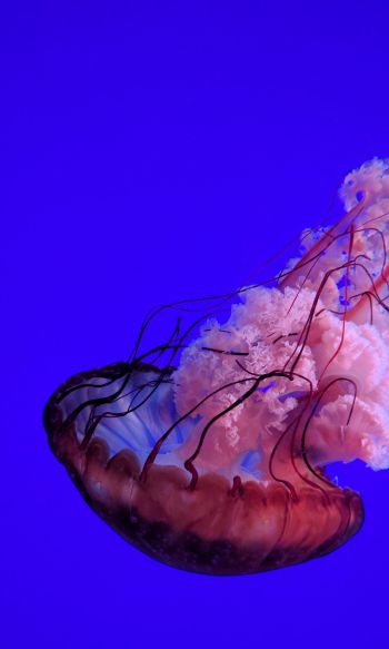 Обои 1200x2000 медуза, подводный мир, океан