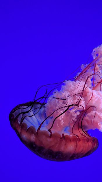 Обои 640x1136 медуза, подводный мир, океан