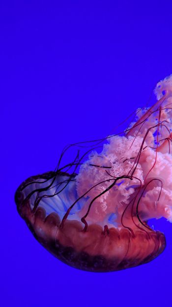 Обои 750x1334 медуза, подводный мир, океан