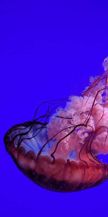 Обои 720x1440 медуза, подводный мир, океан