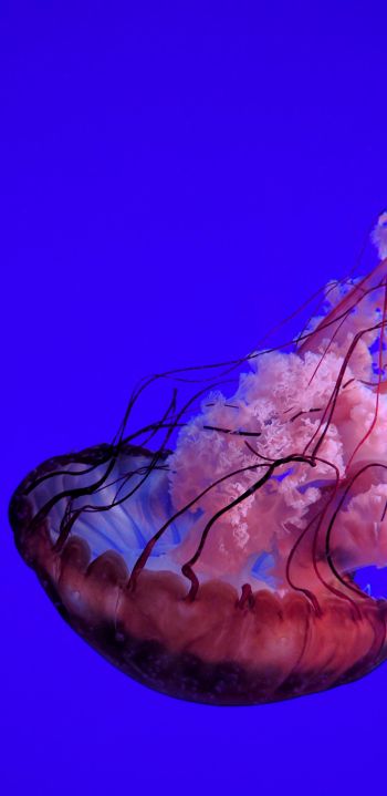Обои 1080x2220 медуза, подводный мир, океан