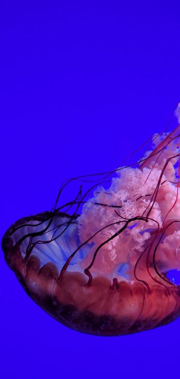Обои 1440x3040 медуза, подводный мир, океан