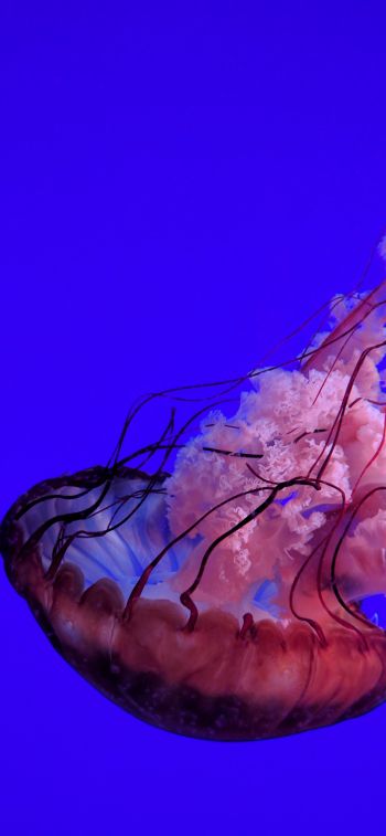 Обои 828x1792 медуза, подводный мир, океан