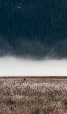 field, fog, landscape Wallpaper 600x1024