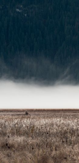 field, fog, landscape Wallpaper 1440x2960