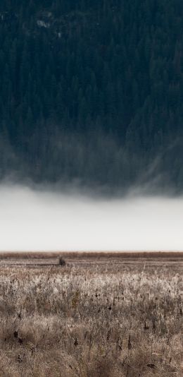 field, fog, landscape Wallpaper 1080x2220