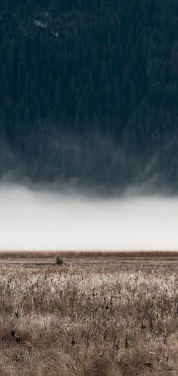 field, fog, landscape Wallpaper 1080x2280