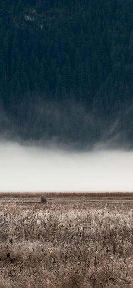 field, fog, landscape Wallpaper 1080x2340