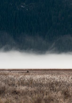 field, fog, landscape Wallpaper 1668x2388