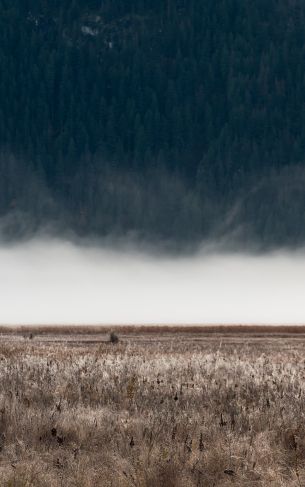 field, fog, landscape Wallpaper 1752x2800