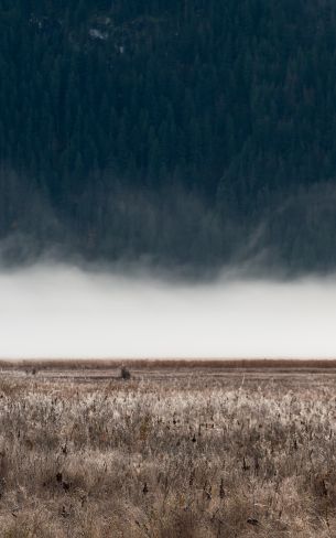 field, fog, landscape Wallpaper 1600x2560