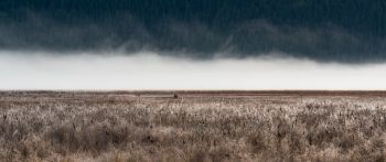 field, fog, landscape Wallpaper 2560x1080
