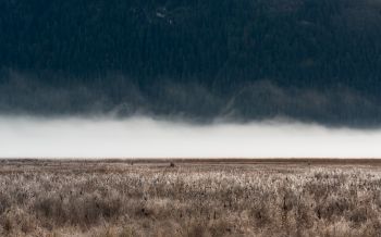 Обои 1920x1200 поле, туман, пейзаж