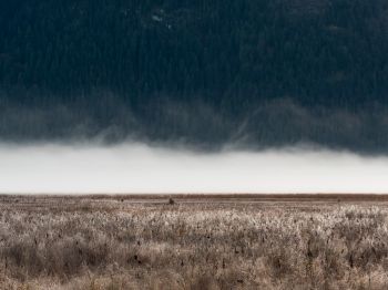 field, fog, landscape Wallpaper 1024x768