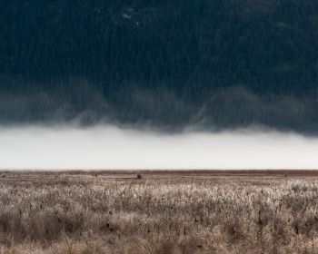 field, fog, landscape Wallpaper 1280x1024