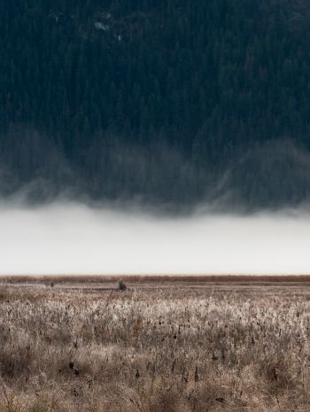 field, fog, landscape Wallpaper 1668x2224