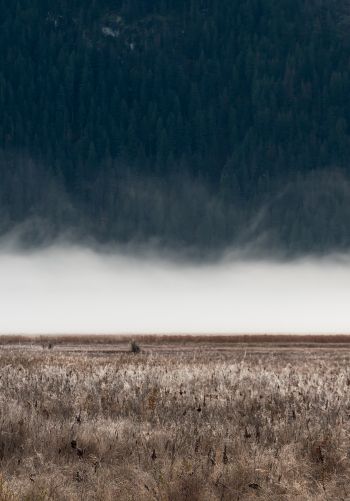 field, fog, landscape Wallpaper 1668x2388