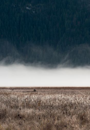 field, fog, landscape Wallpaper 1640x2360