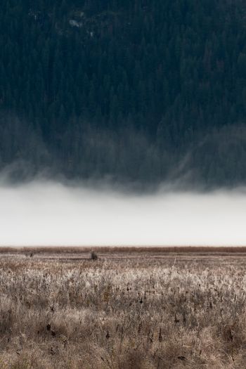 field, fog, landscape Wallpaper 640x960