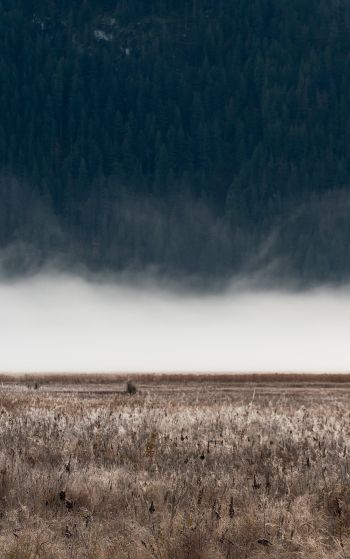 field, fog, landscape Wallpaper 1752x2800