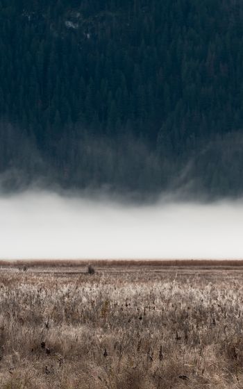 field, fog, landscape Wallpaper 1200x1920